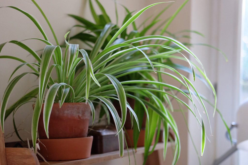 Plant care guide Chlorophytum comosum