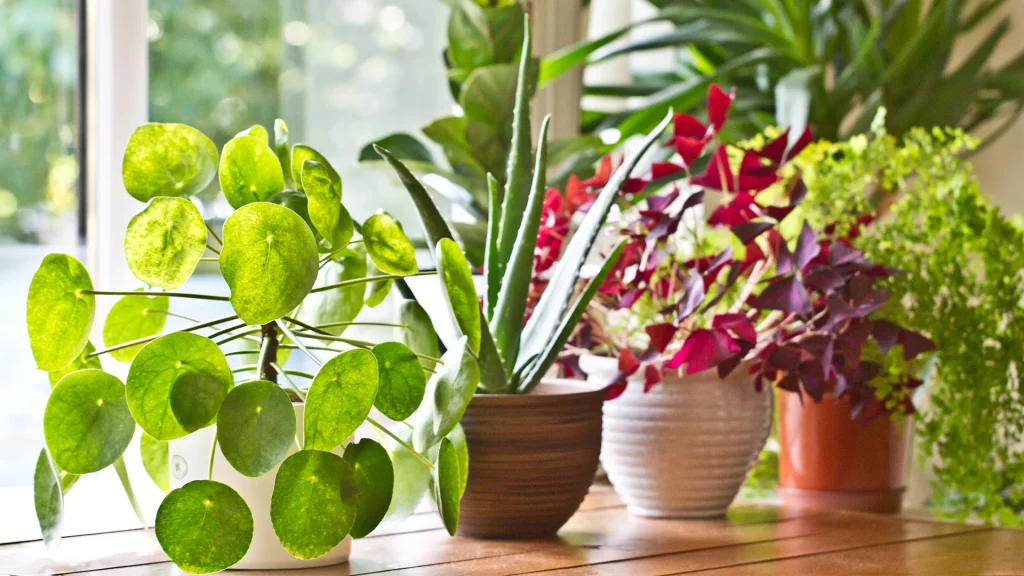 Attractive Japanese Houseplants to Grow