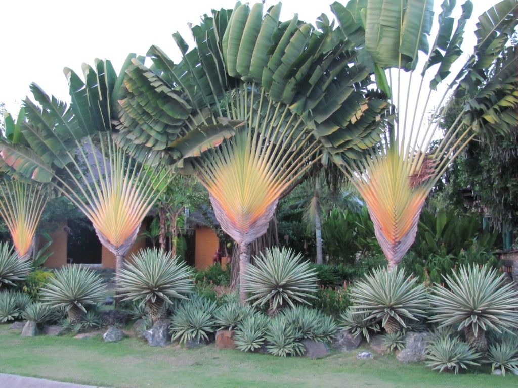 Travelers Palm vs. Bird of Paradise: What Are Their Heights?