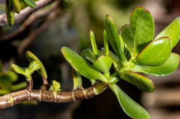 Signs of an Overwatered Jade Plant & Quick Recovery Tips Overwatered Jade Plant