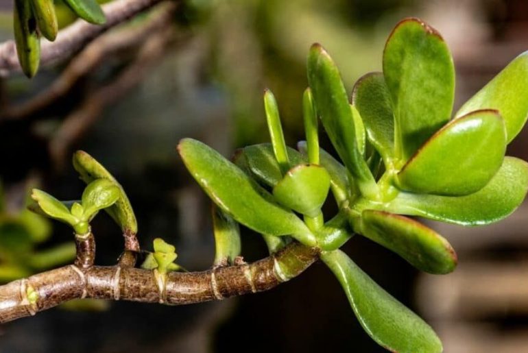 Overwatered Jade Plant