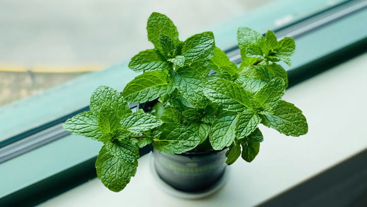 Mint Leaves Turning Brown