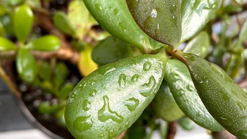 How to Properly Water Your Jade Plant