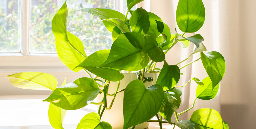 Golden Pothos Leaves Drooping: Causes & Fixes