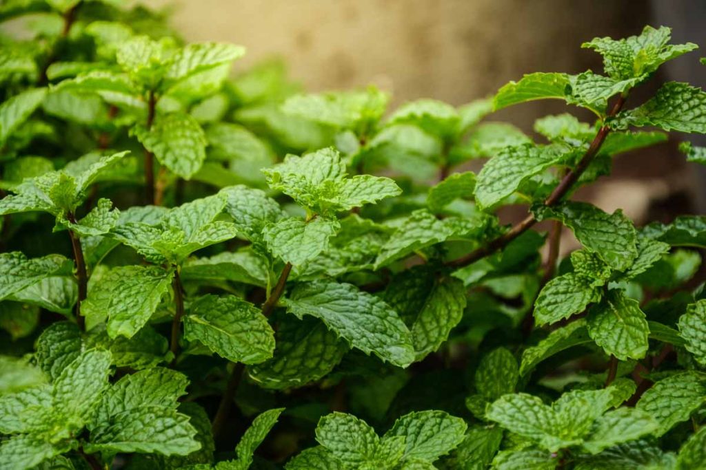 Brown Spots on Mint Leaves?