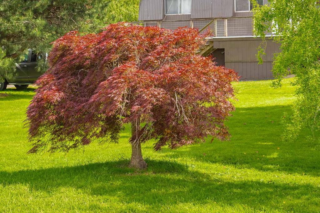 Japanese Maple