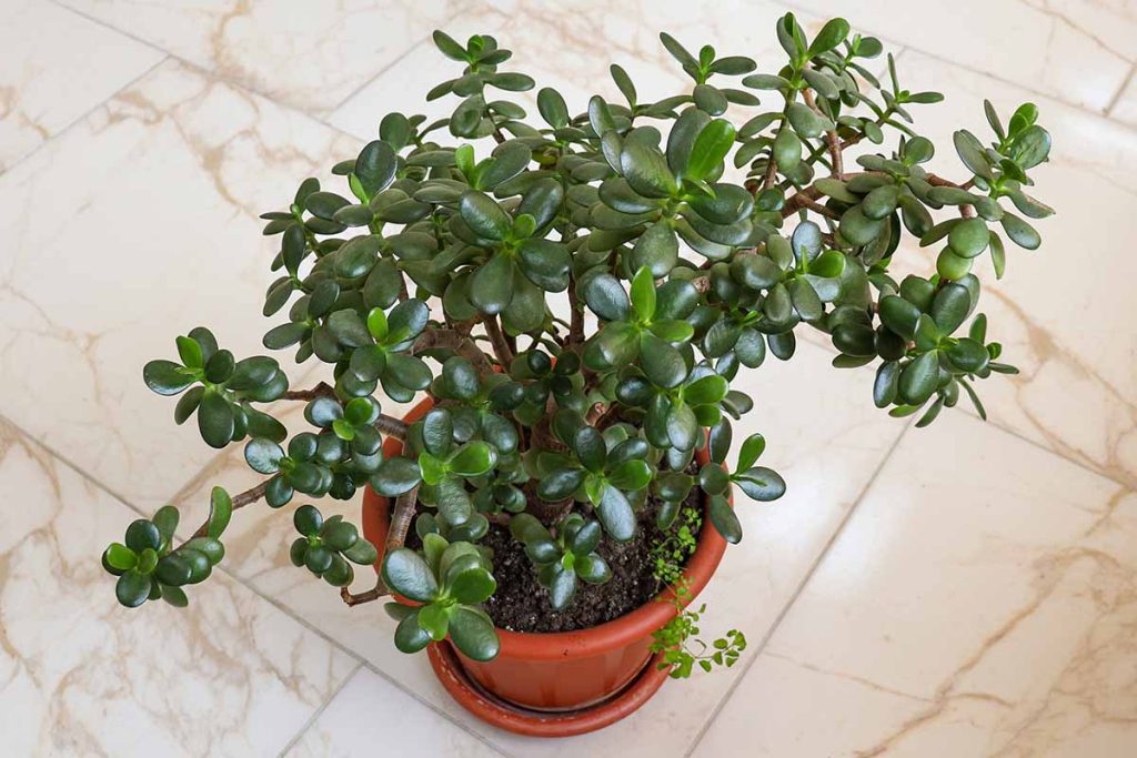 How Do You Revive An Overwatered Jade Plant?