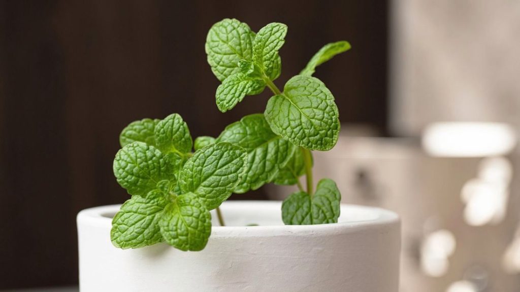 Mint Leaves Turning Brown