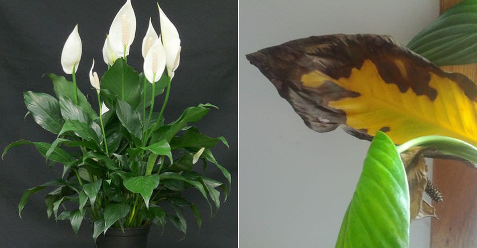 Overwatered Peace Lily