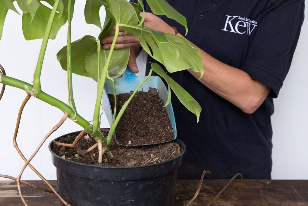 How to Repot Swiss Cheese Plants