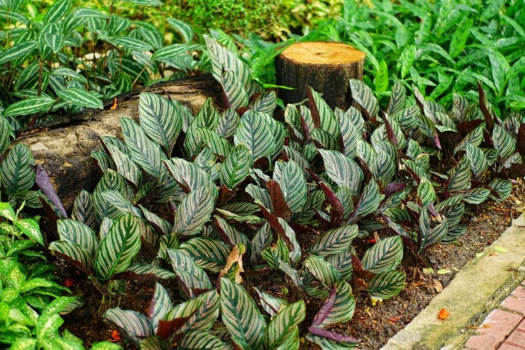 How to Plant, Grow, and Care for Calathea Plants