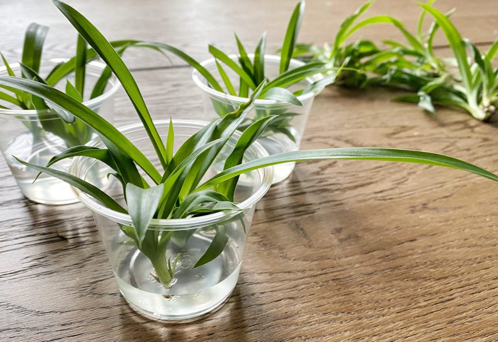 How to Propagate a Spider Plant