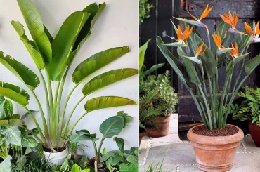 Travelers Palm vs Bird of Paradise