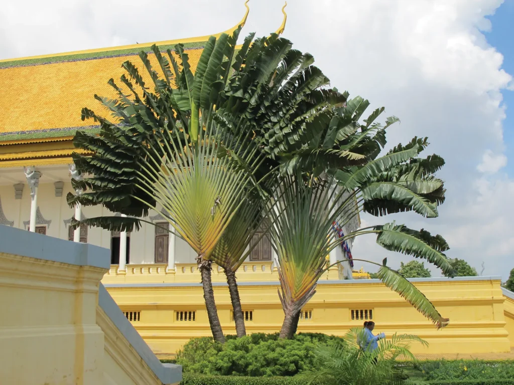 Travelers Palm vs Bird of Paradise