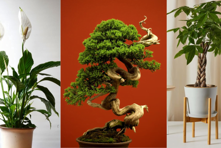 Attractive Japanese Houseplants to Grow