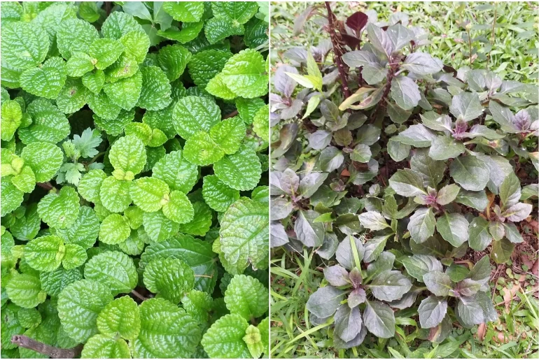 Mint Leaves Turning Brown