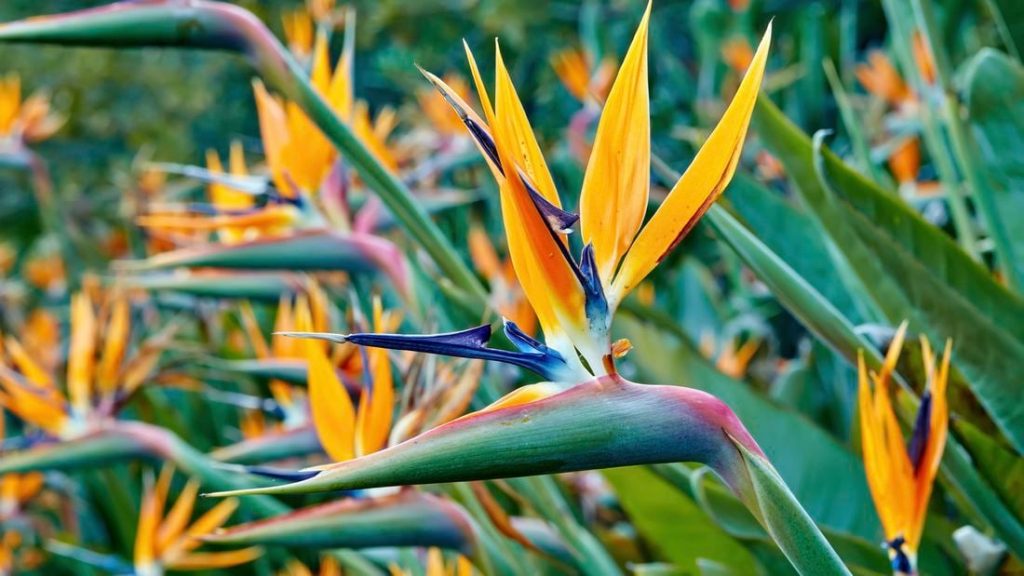 Travelers Palm vs Bird of Paradise: What about their Flowers and Fruits?