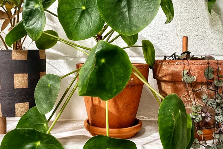 Chinese Money Plant Care