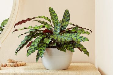 Care Tips of Calathea Plant Keep Your Leaves Thriving calathea plant
