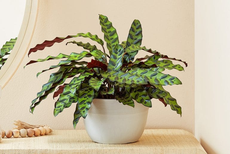 calathea plant