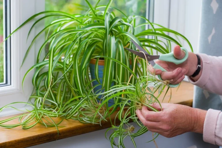 Plant Care Guide: Chlorophytum Comosum