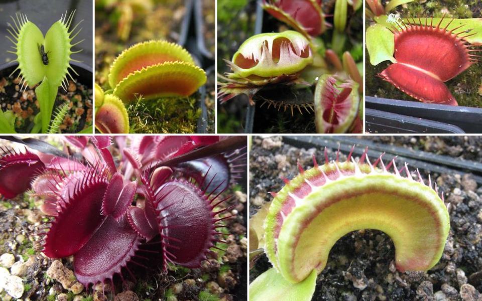 Venus Fly Trap