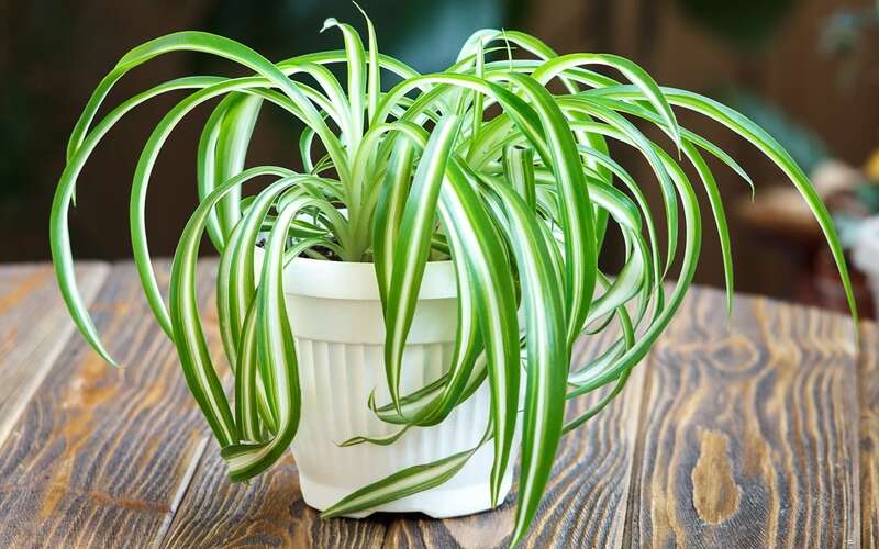 Plant care guide Chlorophytum comosum