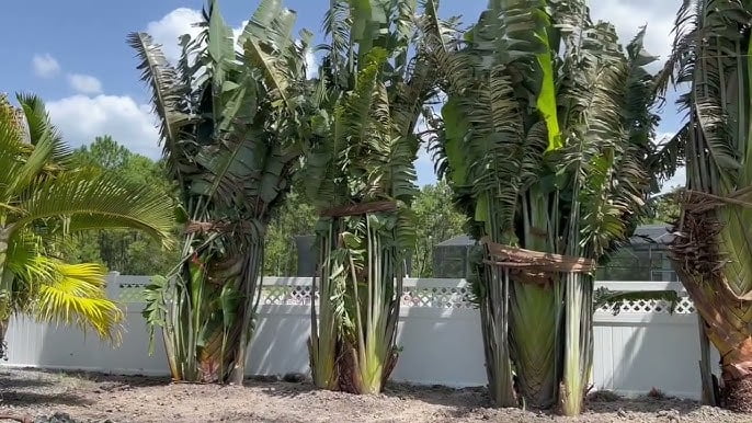 Travelers Palm vs Bird of Paradise: What Are Their Hardiness Zones?