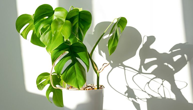 Monstera Leaves Turning Black