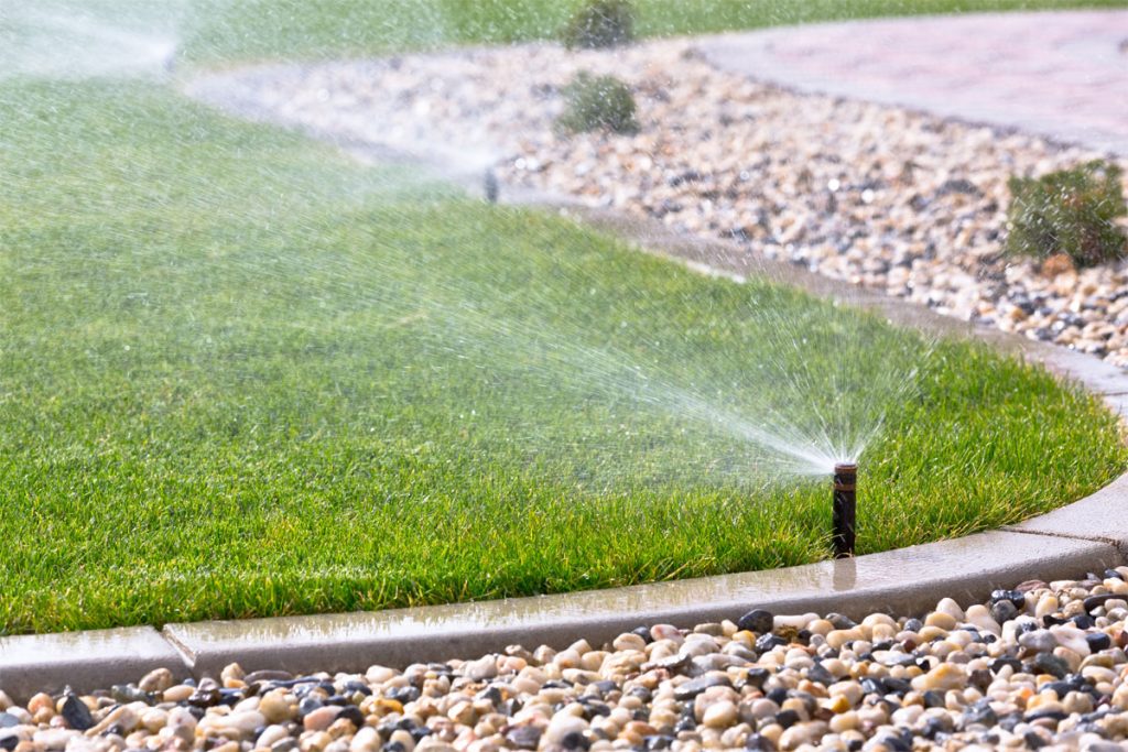 Best Practices for Watering Plants