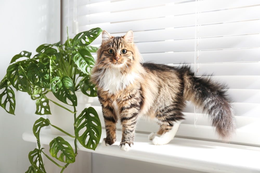 Are Cheese Plants Toxic to Pets?