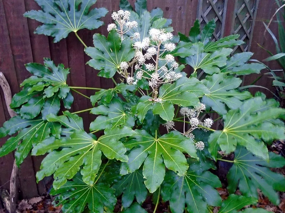 Japanese Aralia (Fatsia japonica) Image by Cowgirl Jules