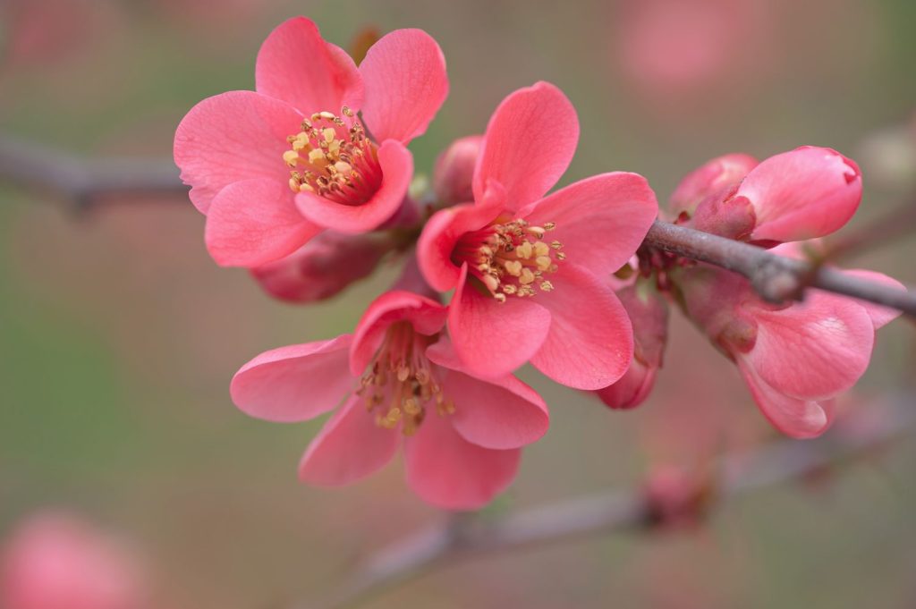 Japanese Flowering Quince
