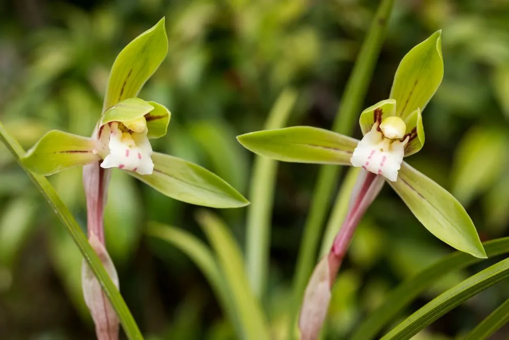 Japanese Orchid