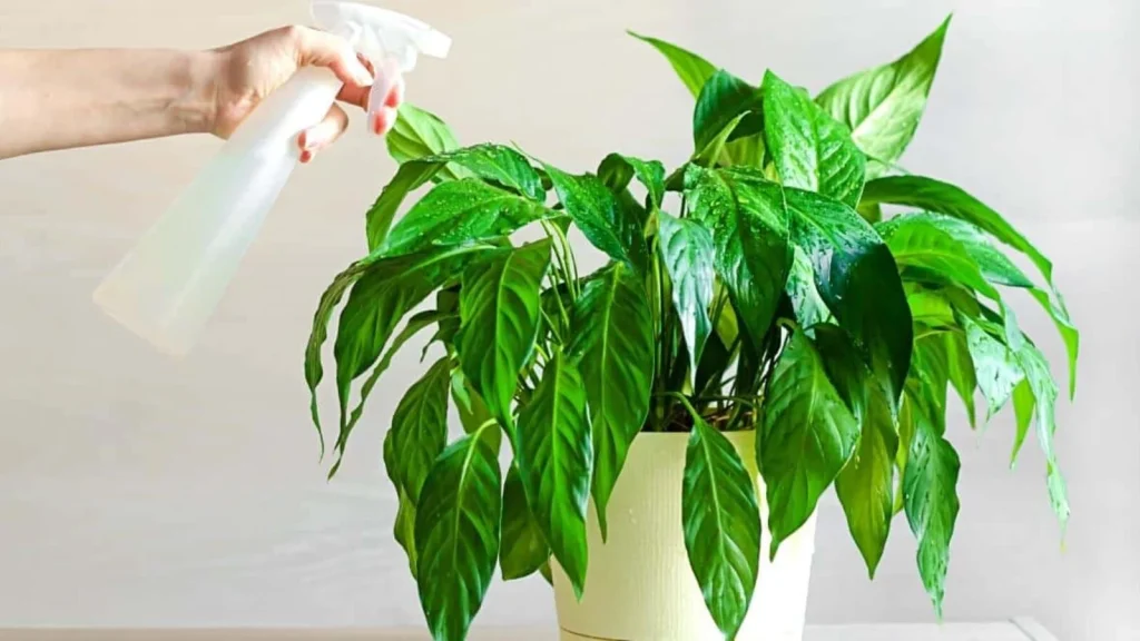 What Worst Happens When You Overwater Peace Lily?