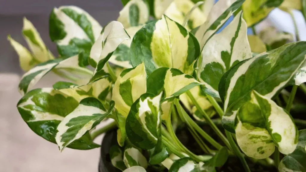 Pothos N' Joy vs Pearls and Jade