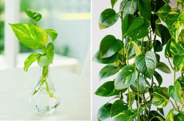 How to Save Your Overwatered Pothos Tips & Tricks Overwatered Pothos