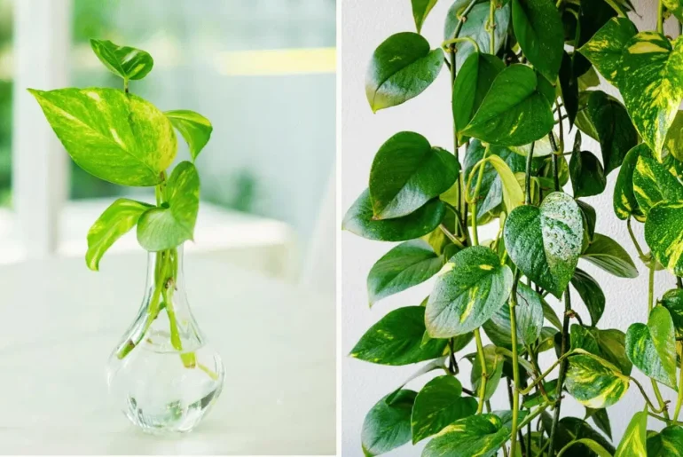 Overwatered Pothos