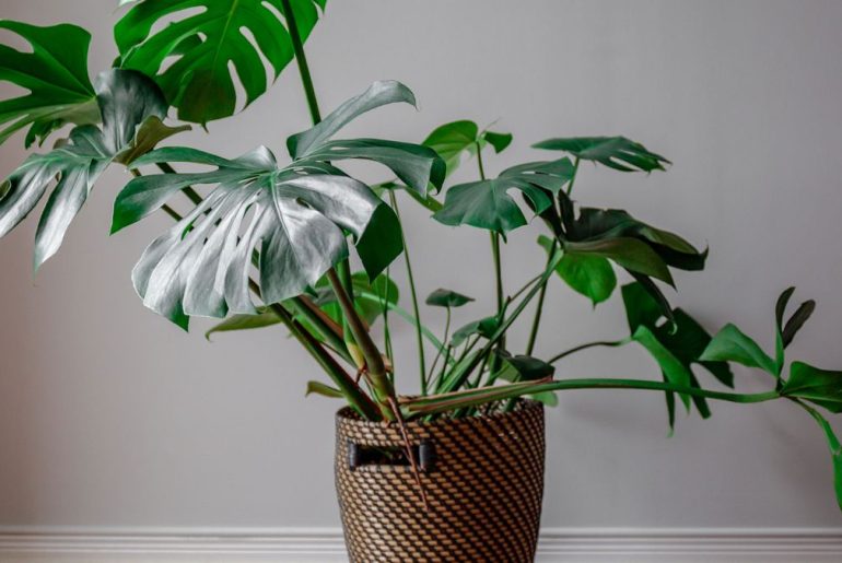 cheese plant care guide