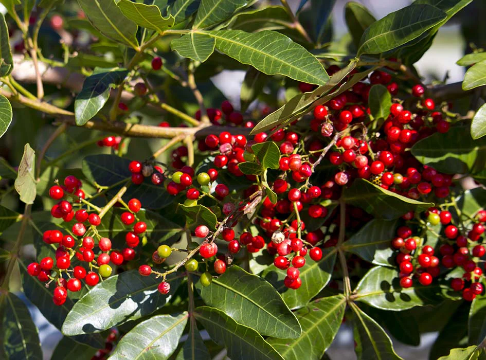   Sansho (Zanthoxylum piperitum)