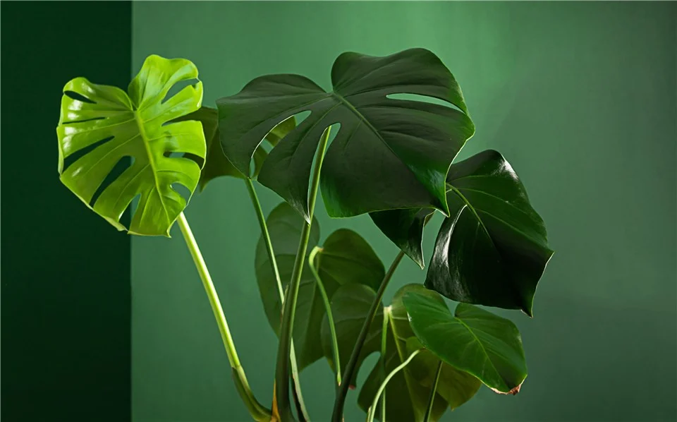 How to Look After a Monstera deliciosa (Swiss cheese plant)