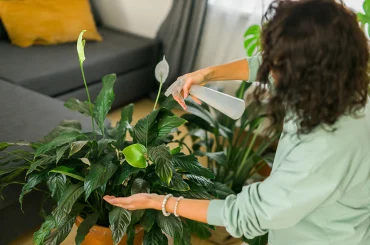 How to Revive an Overwatered Peace Lily – Step-by-Step Guide Overwatered Peace Lily