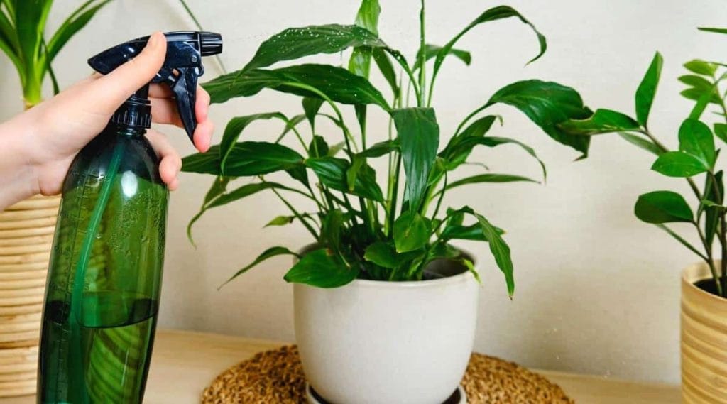 Peace Lily: Water Requirements & Watering Frequency