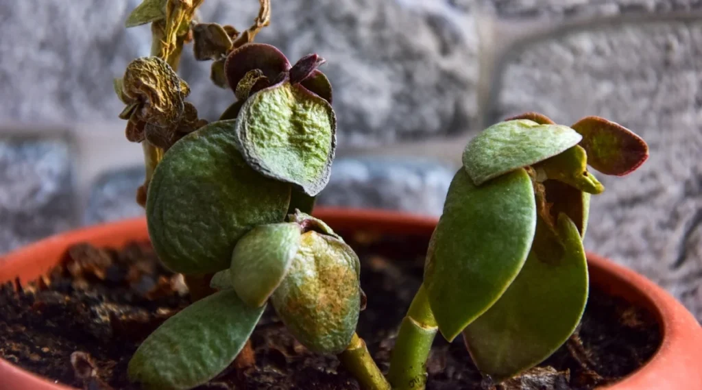 Overwatered Jade Plant