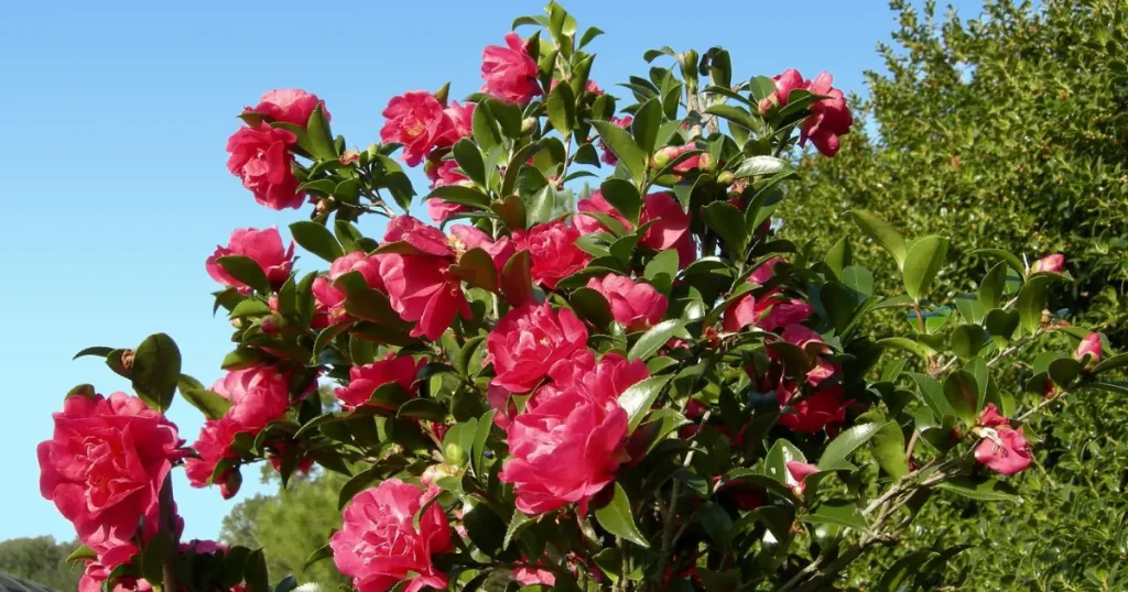 Camellias You Need to See