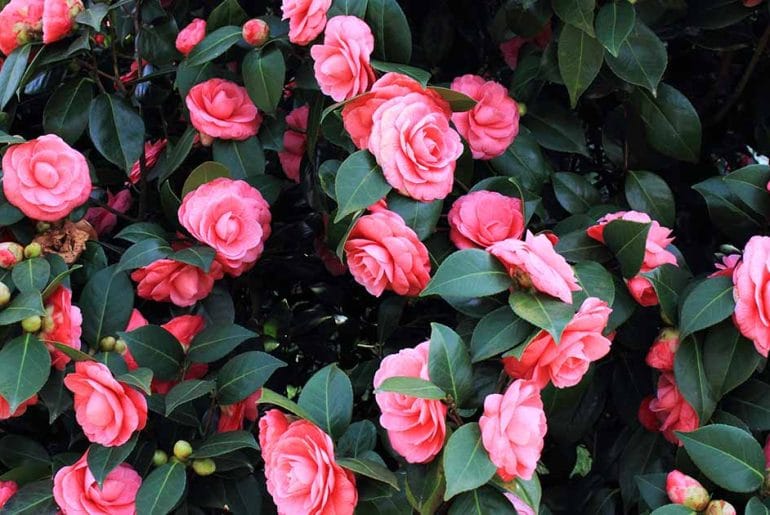 Camellias You Need to See