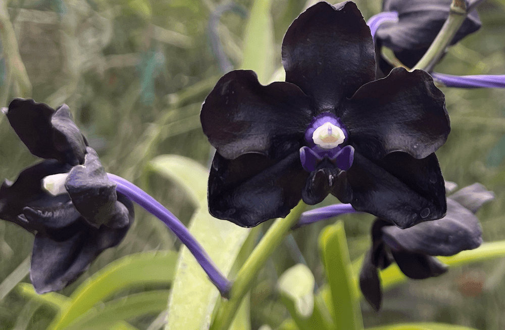 Rare Black Orchids