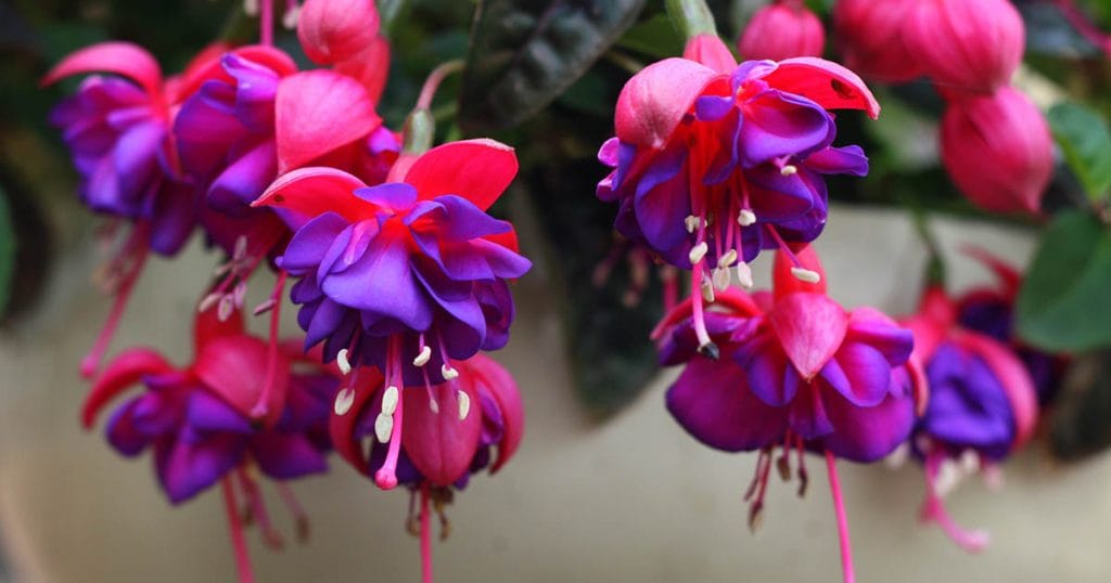 Hybrid Fuchsia