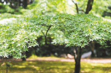 Top Small Trees with Non-Invasive Roots for Your Garden Small Trees with Non-Invasive Roots