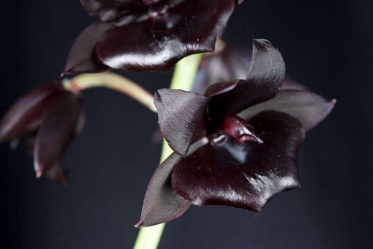 Rare Black Orchids